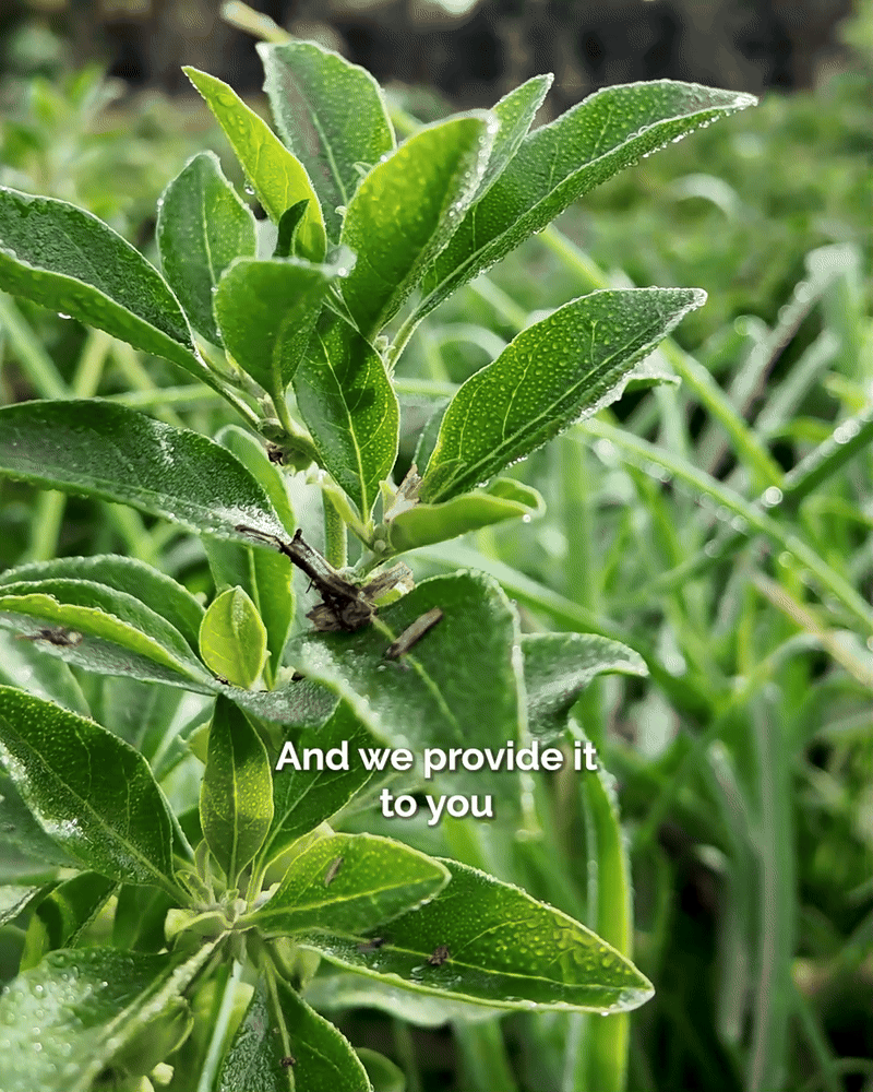 Ashwagandha harvesting